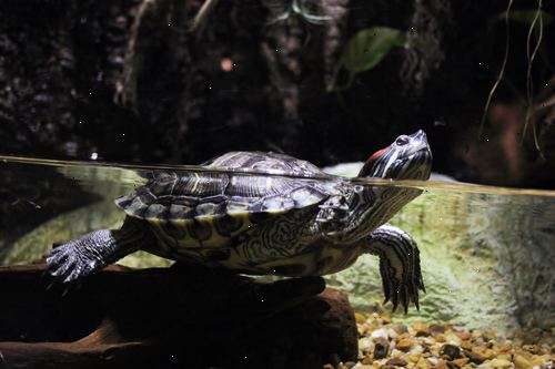 Hur man håller en sköldpadda frisk. Få en frisk sköldpadda till bästa kostnad.