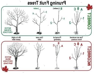 Hur beskära plommonträd. Beskär unga plommonträd att främja en god tillväxt och en lämplig form.