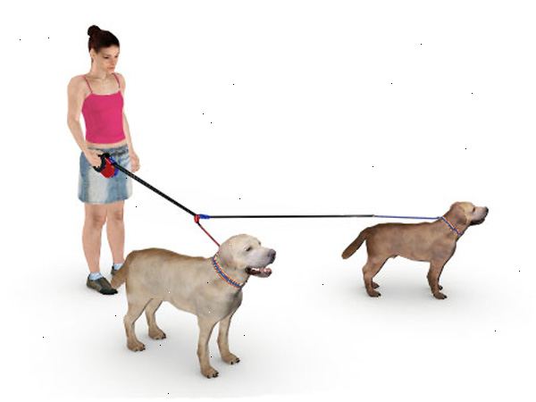 Hur gå två hundar samtidigt på fågelburar. Har full kontroll över din hund innan du ens börjar gå.