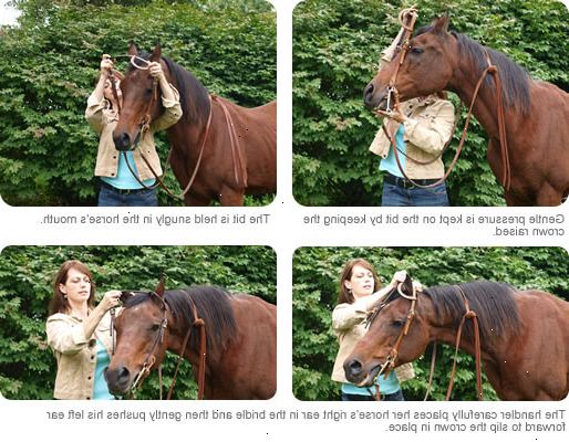 Hur tygla en häst. Bind upp din häst ordentligt.