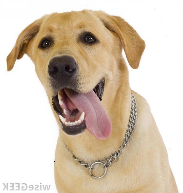 Hur man hjälper en hund som har hund epilepsi. Tänk på åldern på ditt husdjur.