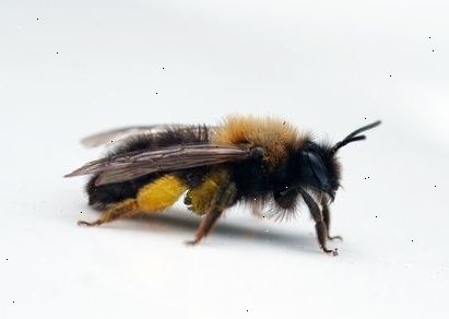 Hur bli av mördarebin. Bestäm om bina behöver tas bort.