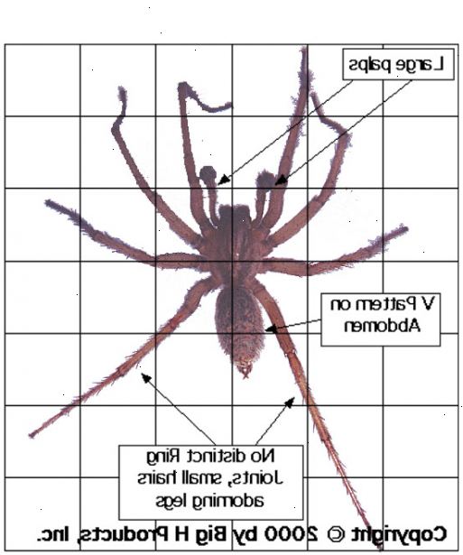 Hur man identifierar en luffare spindel. Kontrollera storleken på spindeln.
