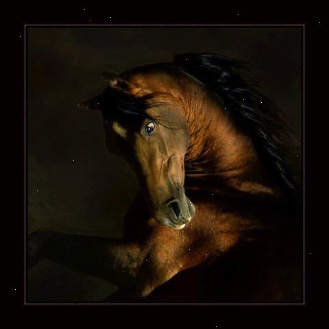 Hur får man en häst under kontroll. Om en häst är så utom kontroll att du känner att du är i fara att bli sårad innan du kan få honom tillbaka kontrollen, tveka inte gör en.