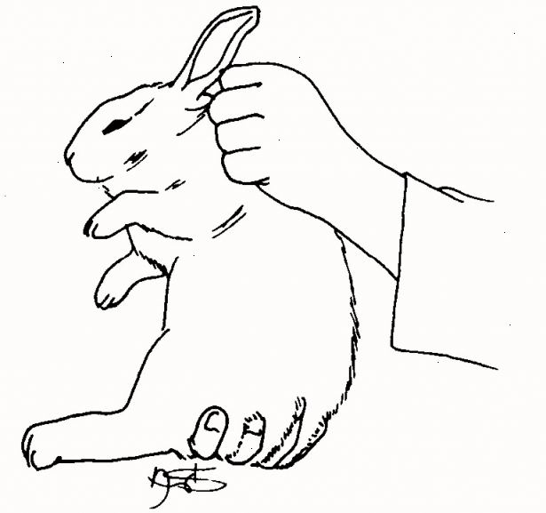 Hur man håller en kanin. Närma kaninen så att den ser dig kommer att plocka upp den.