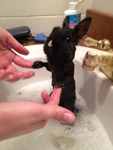 Hur du ger din kanin ett bad. Skölj din kanin med varmt vatten.