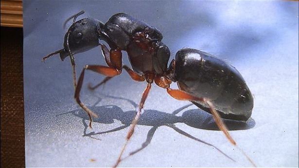 Hur tar man bort myror från kattmat. (Skål Method) Ta bort eventuella myror redan i kattens matskål.