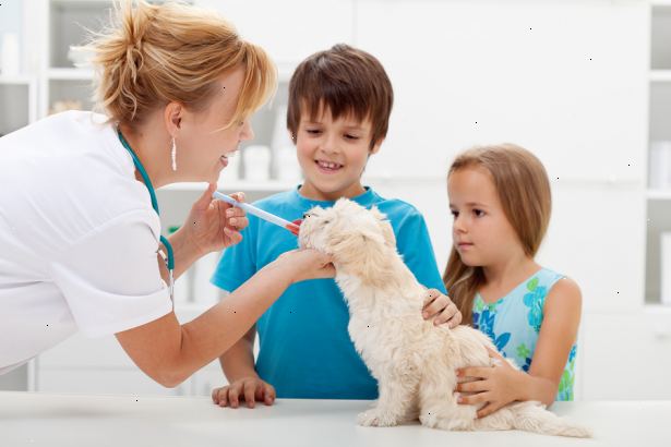 Hur man har ett lyckat besök till veterinären. Få din hund brukade du vidrör det så att när veterinären känns det, betyder inte tänka för mycket.