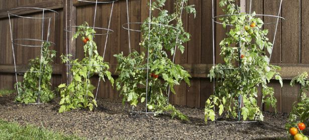 Hur att växa en tomatplanta. Köp små tomatplantor från ett närliggande dagis och transplantera dem till din trädgård för första gången odlare.