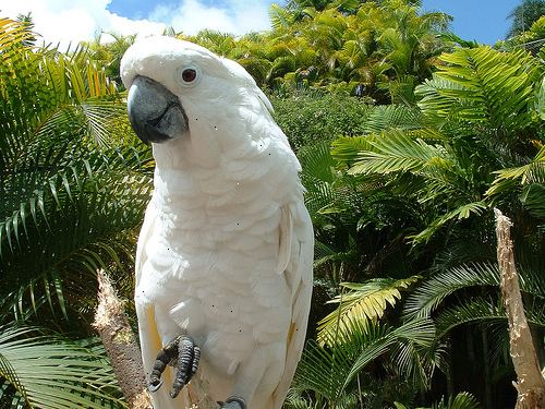 Hur man ska leva med en moluccan kakadua. Var noga med ditt hem och familj är villig att acceptera ansvar och behov kakadua.