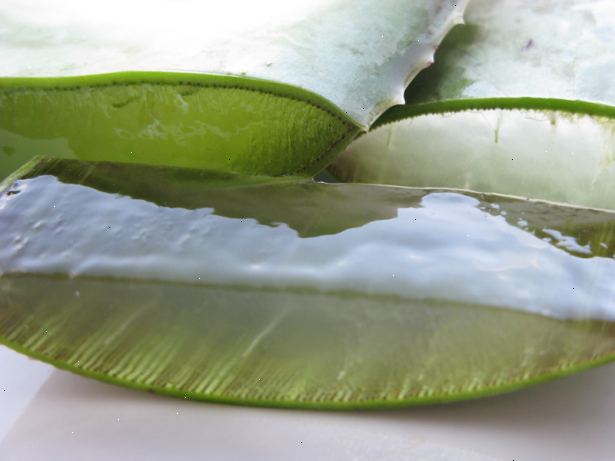 Hur att trimma en aloe vera växt. Ta ett blad från en aloe vera växt ordentligt.