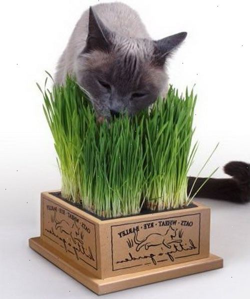 Hur man gör en gräs pott för katter. Fyll på med lämpligt.