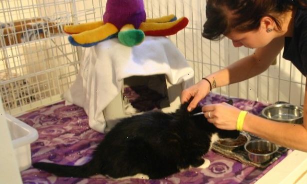 Hur ta hand om din katt. Se till att du tar din katt till veterinären regelbundet för eventuella nödvändiga vaccinationer, och bara en allmän checkup att se hur din kisse mår.