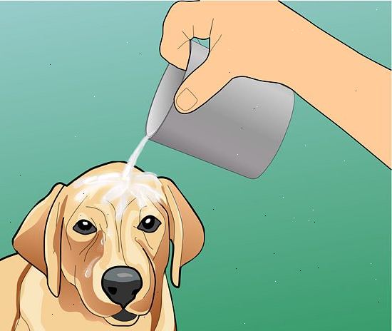 Hur man ska behandla värmeslag hos hundar. Känna igen symptomen på värmeslag hos en hund.