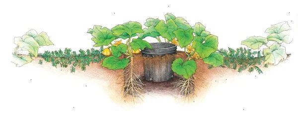 Hur att plantera squash i hills. Till din trädgård djupt för hand eller med rototiller.