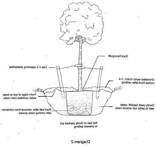 Hur att plantera en kal rot träd. Packa försiktigt upp den nakna rot trädet från behållaren eller material som den kom in.