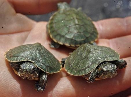 Hur man klappa en sköldpadda. Närma din sköldpadda framifrån långsamt.