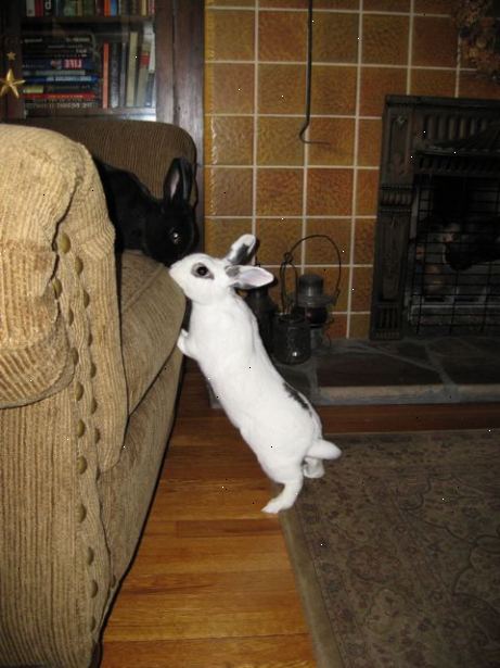 Ta reda på om att ha din kanin kastrerad. Förstå spelet kanin parning.