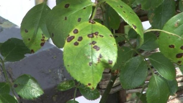 Hur man handskas med svart fläck blad sjukdom. Identifiera sjukdomen.