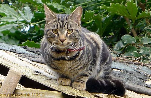 Hur kan man förhindra katter från bajsa i trädgården. Plantera en organisk kattmynta patch i 1 hörn av din trädgård.