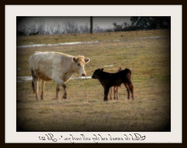 Hur berätta om en ko eller kviga är på väg att föda. Steg 1: Inledande av myometrial sammandragningar (borttagning av progesteron blocket).