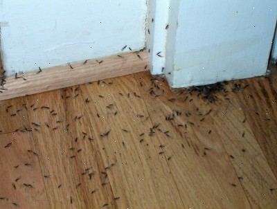 Hur bli av termiter. Var medveten om varningssignaler.