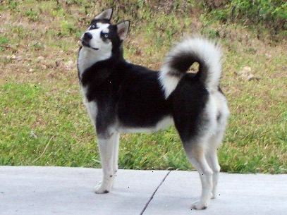 Hur man tränar en Siberian Husky. Bli "ledarhunden," eller ledare för flocken, för att få din siberian husky att lyda dig under lektionerna.