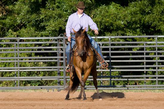 Hur man tränar en häst att leda. Halter träna din häst.