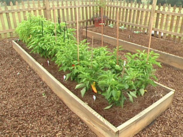 Hur man odlar grön paprika. Välj en variation av grön paprika som växer bra i det område du bor.