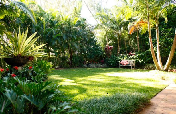 Hur man gör en tropisk stil trädgård. Ta reda på din lokala klimatet.