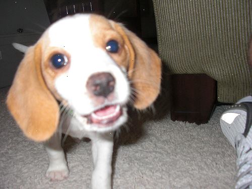 Hur du tar hand om en beagle valp. Innan föra hem valpen, bör du alltid se till ditt hus är "valp bevis".