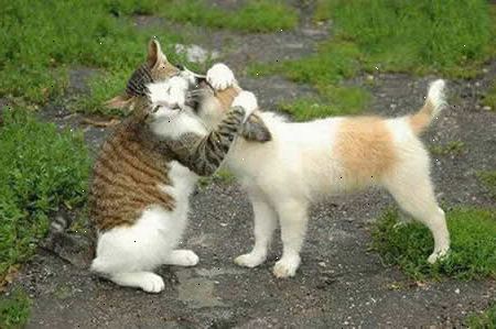 Hur att krama en katt. Känn din katts natur.