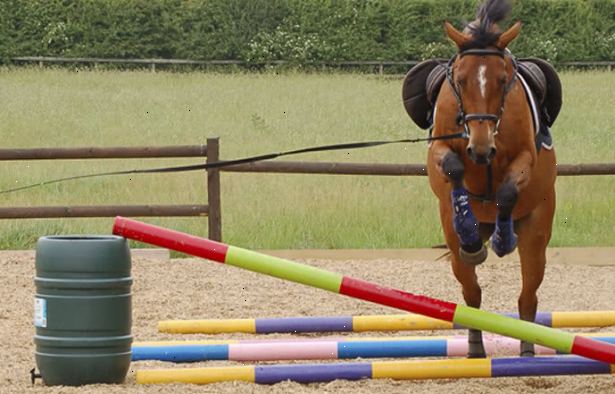 Hur man tränar en häst att hoppa. Kontrollera att du har alla nödvändiga objekt.