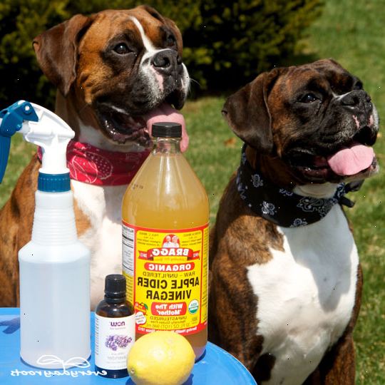 Hur man gör en naturlig hund olja loppa massage. Kontrollera ingrediensförteckningen nedan och shoppa.