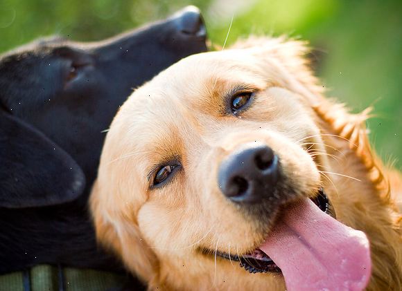 Hur du hålla din hund lycklig. Först och främst behandla din hund med massor av kärlek och omsorg.