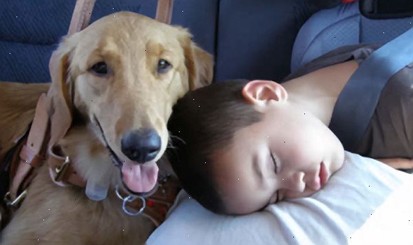 Hur får man hjälp för hundar med hund epilepsi. Prata med din veterinär om problemet.