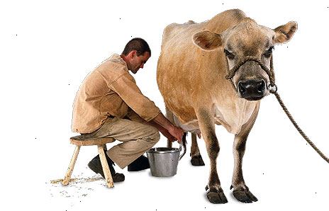 Hur man håller en mjölk ko. Graviditet och kalvningen.