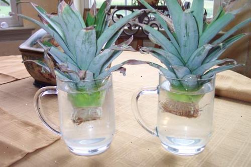 Hur att växa en ananas. Skaffa en ananas med fasta, gröna blad (inte gul eller brun).