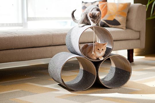 Hur man bygger en katt lägenhet. Hitta en rymlig arbetsplats.