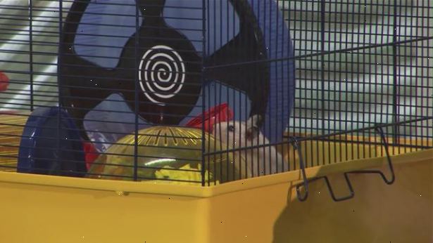 Hur ta hand om syriska hamstrar. Se alltid till att din hamster lever i en ren och bekväm miljö.