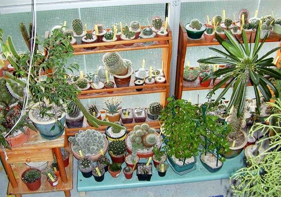 Hur att växa kaktus inomhus. Välj ett växande skål eller skål för din inomhus kaktus som är något ytlig.