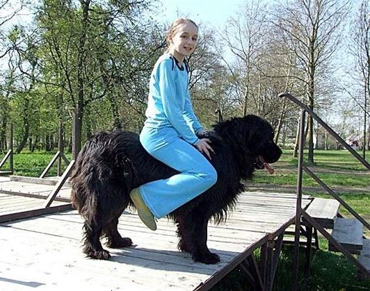 Hur man rida en hund. Hitta en villig hund som är tillräckligt stor.