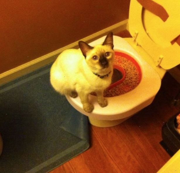 Hur toalett träna din katt. Flytta kattens kattlådan så att den är placerad precis bredvid toaletten.