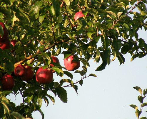Hur beskära en etablerad espaliered äppelträd med korrekt förfarande och timing. Stimulera ny tillväxt genom beskärning under viloperioden eller tidigt på våren.