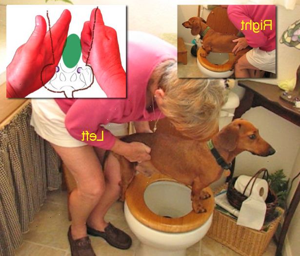Hur man uttrycker en förlamad hund urinblåsan. Squat framför toaletten, hålla hunden med stjärten över skålen, och hennes kropp vilar på vänster ben / knä.