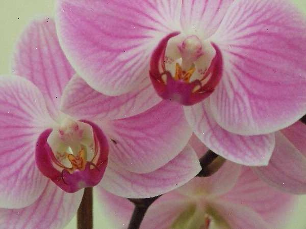 Hur ta hand om phalenopsis orkidéer (nattfjärilsorkidéer). Identifiera att du har en phalaenopsis orkidé (phals för kort).