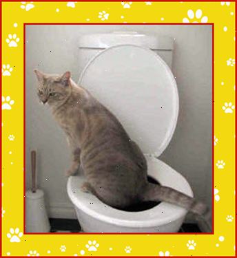 Hur pott träna din katt. Flytta lådan in i badrummet bredvid toalettstolen.