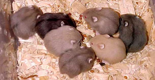 Hur ta hand om hamster bebisar. Rengör inte buren i två veckor, bara släppa in lite mat varje dag.