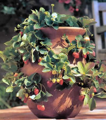 Hur man odlar jordgubbar i en kastrull. Köp jordgubbsplantor från din lokala plantskola.