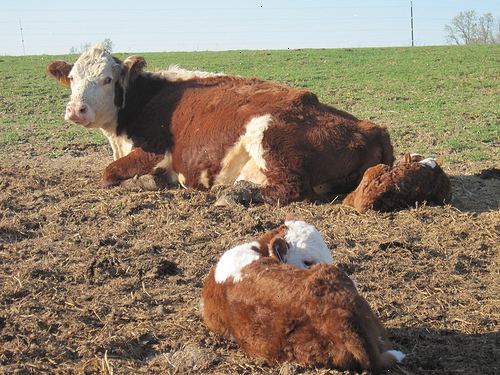 Hur får man en ko med nervskada på bakbenen från en lång förlossning eller hård dra att stå upp. När du har fastställt orsaken att hon är nere från nerv förlamning, få henne att stå upp.